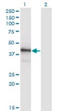 Monoclonal Anti-POU4F1 antibody produced in mouse clone 7B4, purified immunoglobulin, buffered aqueous solution