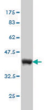 Monoclonal Anti-UBL3 antibody produced in mouse clone 3A8, purified immunoglobulin, buffered aqueous solution