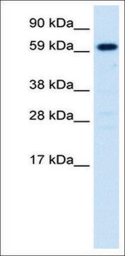 抗HNF4A ウサギ宿主抗体 affinity isolated antibody