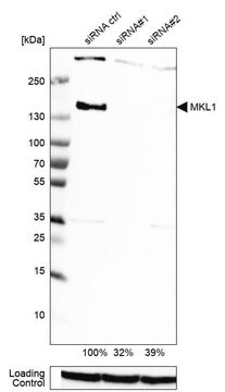 Anti-MKL1 antibody produced in rabbit Prestige Antibodies&#174; Powered by Atlas Antibodies, affinity isolated antibody, buffered aqueous glycerol solution