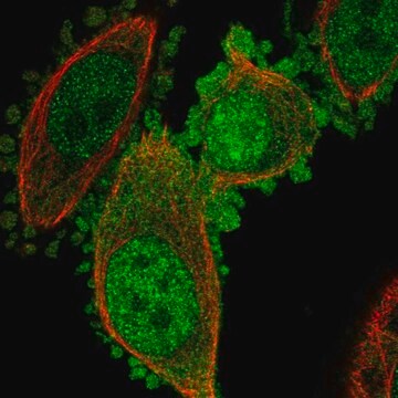 Anti-C19orf33 antibody produced in rabbit Prestige Antibodies&#174; Powered by Atlas Antibodies, affinity isolated antibody