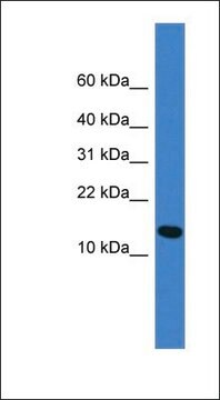 Anti-UFM1 antibody produced in rabbit affinity isolated antibody