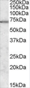 Anti-MARK2/PAR-1 antibody produced in goat affinity isolated antibody, buffered aqueous solution