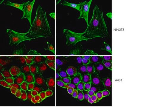 Anti-RING1 Antibody, clone 4D6 clone 4D6, from mouse