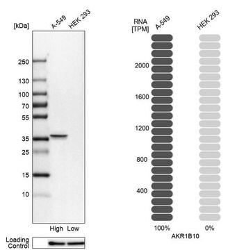 Anti-AKR1B10 antibody produced in rabbit Prestige Antibodies&#174; Powered by Atlas Antibodies, affinity isolated antibody, buffered aqueous glycerol solution