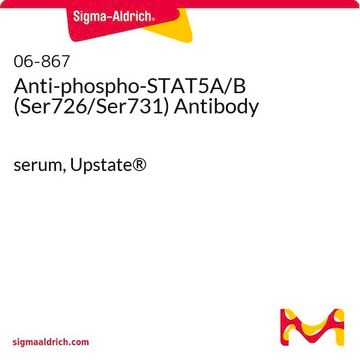 Anti-phospho-STAT5A/B (Ser726/Ser731) Antibody serum, Upstate&#174;