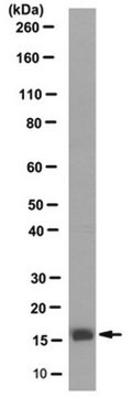 Anti-LSm1 Antibody, clone 5F3 clone 5F3, from rat