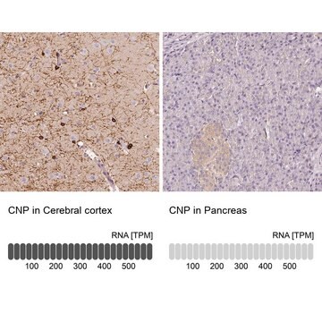 Anti-CNP antibody produced in rabbit Prestige Antibodies&#174; Powered by Atlas Antibodies, affinity isolated antibody, buffered aqueous glycerol solution, Ab2