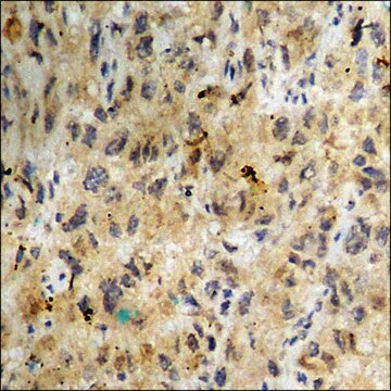 Anti-phospho-Casein Kinase II &#945; (pTyr255) antibody produced in rabbit affinity isolated antibody