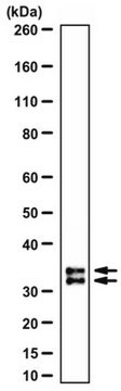 Anti-PGAM5 Antibody from rabbit, purified by affinity chromatography