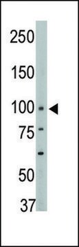 ANTI-PTPH1 (CENTER) antibody produced in rabbit IgG fraction of antiserum, buffered aqueous solution