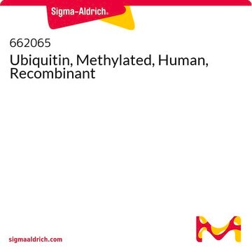 Ubiquitin, Methylated, Human, Recombinant