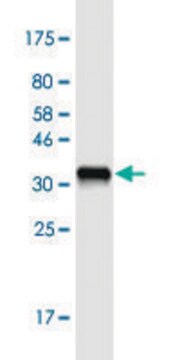 Monoclonal Anti-PLA2G10 antibody produced in mouse clone 5G11, purified immunoglobulin