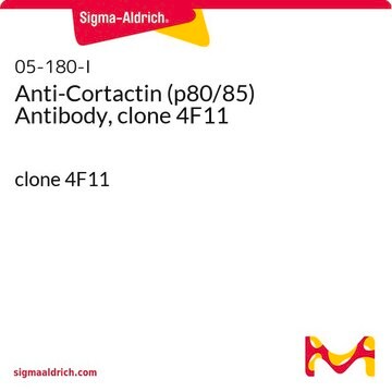 Anti-Cortactin (p80/85) Antibody, clone 4F11 clone 4F11