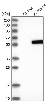 Anti-ATP6V1H antibody produced in rabbit Prestige Antibodies&#174; Powered by Atlas Antibodies, affinity isolated antibody, buffered aqueous glycerol solution