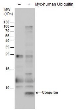 Monoclonal Anti-Ubiquitin antibody produced in mouse clone GT7811, affinity isolated antibody