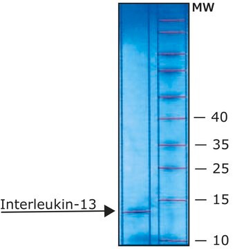 Interleukin-13 human &#8805;97% (SDS-PAGE), recombinant, expressed in E. coli, lyophilized powder, suitable for cell culture