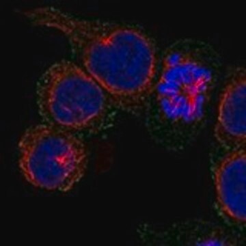 Anti-CD84 antibody produced in rabbit Prestige Antibodies&#174; Powered by Atlas Antibodies, affinity isolated antibody, buffered aqueous glycerol solution