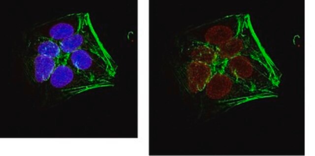 Anti-Histone H3. X/Y Antibody, clone 8H6-2111 clone 8H6-2111, from rat