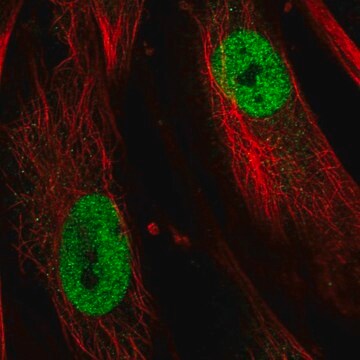 Anti-TBX5 antibody produced in rabbit Prestige Antibodies&#174; Powered by Atlas Antibodies, affinity isolated antibody