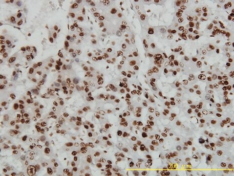 Monoclonal Anti-HMGB1 antibody produced in mouse clone 1D5, purified immunoglobulin, buffered aqueous solution