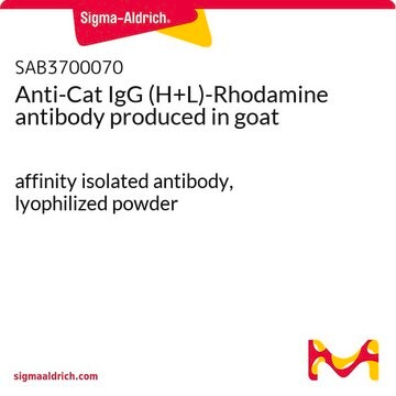 Anti-Cat IgG (H+L)-Rhodamine antibody produced in goat affinity isolated antibody, lyophilized powder