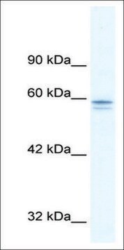 Anti-MTF1 antibody produced in rabbit IgG fraction of antiserum