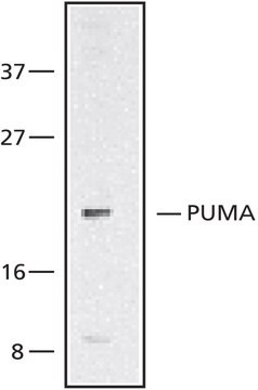 Anti-PUMA/bbc3, N-Terminal antibody produced in rabbit ~1&#160;mg/mL, affinity isolated antibody, buffered aqueous solution