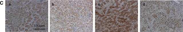 Anti-ARG1 (AB2) antibody produced in rabbit IgG fraction of antiserum