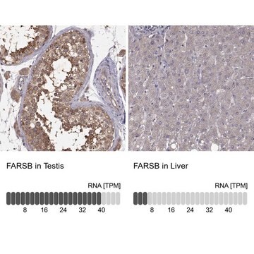 Anti-FARSB antibody produced in rabbit Prestige Antibodies&#174; Powered by Atlas Antibodies, affinity isolated antibody, buffered aqueous glycerol solution