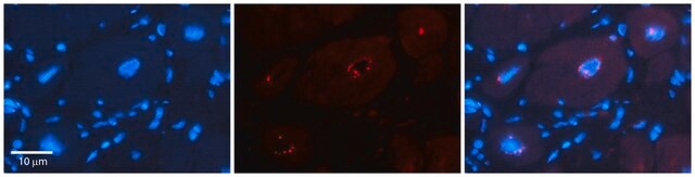 Anti-DPF3 (ab2) antibody produced in rabbit affinity isolated antibody