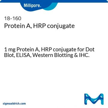 Protein A, HRP conjugate 1 mg Protein A, HRP conjugate for Dot Blot, ELISA, Western Blotting &amp; IHC.