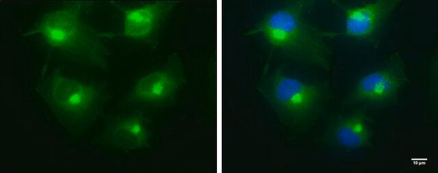 Monoclonal Anti-BICD2 antibody produced in mouse clone GT10811, affinity isolated antibody