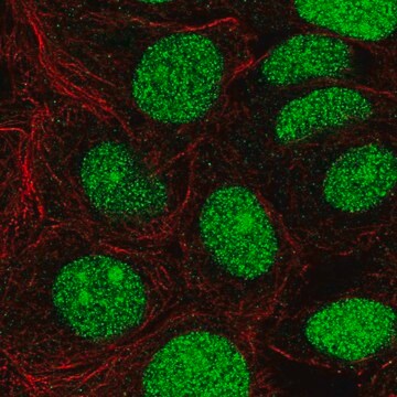 Anti-CHD7 antibody produced in rabbit Prestige Antibodies&#174; Powered by Atlas Antibodies, affinity isolated antibody