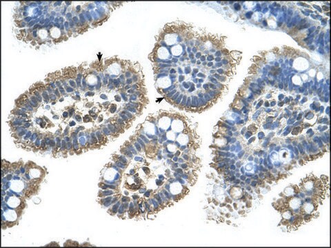 Anti-SHH affinity isolated antibody