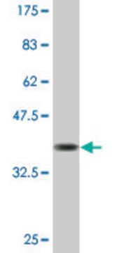 Monoclonal Anti-NAB2, (C-terminal) antibody produced in mouse clone 4H6, purified immunoglobulin, buffered aqueous solution