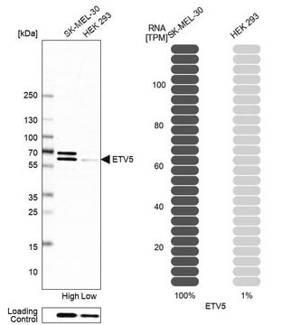 Anti-ETV5 antibody produced in rabbit Prestige Antibodies&#174; Powered by Atlas Antibodies, affinity isolated antibody