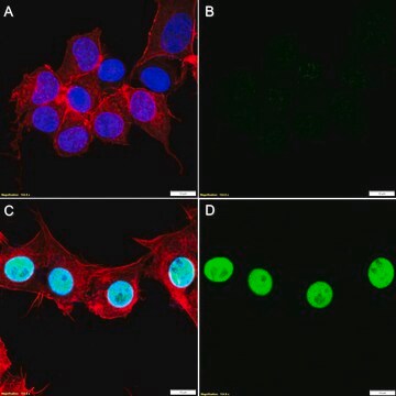 Anti-p-KAP-1 (Ser824) Antibody, clone 1K9 ZooMAb&#174; Rabbit Monoclonal recombinant, expressed in HEK 293 cells