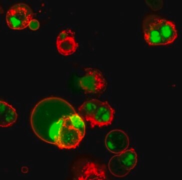 BioTracker NucView&#174; 488 Green Caspase-3 Dye (PBS) Live cell imaging apoptosis dye for caspase-3/7 enzyme activity used to detect programmed cell death using fluorescence microscopy or flow cytometry applications.