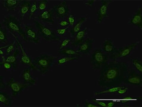 Monoclonal Anti-FBXL19 antibody produced in mouse clone 3C5, purified immunoglobulin, buffered aqueous solution