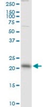 Monoclonal Anti-RAB13 antibody produced in mouse clone 8H8, purified immunoglobulin, buffered aqueous solution