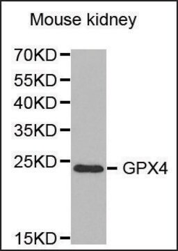 抗GPX4抗体 ウサギ宿主抗体 affinity isolated antibody