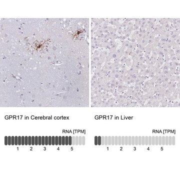 Anti-GPR17 antibody produced in rabbit Prestige Antibodies&#174; Powered by Atlas Antibodies, affinity isolated antibody, buffered aqueous glycerol solution