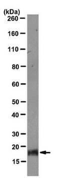 Anti-ID4 Antibody, clone DML07 clone DML07, from mouse