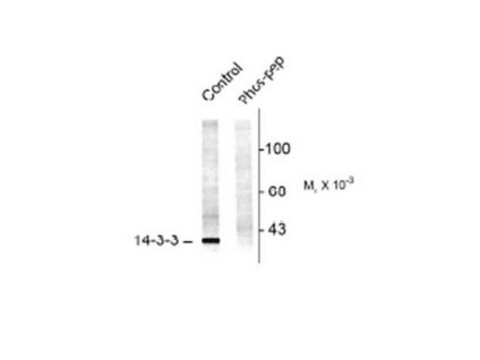 Anti-14-3-3 phospho Serine58 Antibody Chemicon&#174;, from rabbit