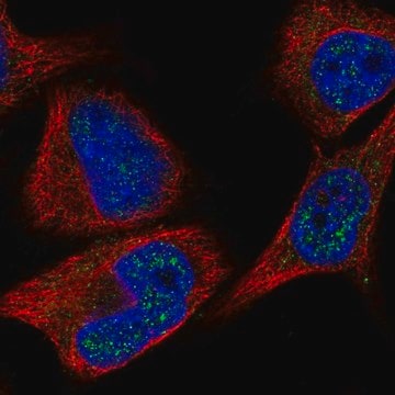 Anti-C8orf46 antibody produced in rabbit Prestige Antibodies&#174; Powered by Atlas Antibodies, affinity isolated antibody