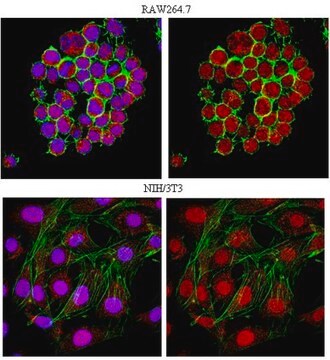 Anti-Ubiquityl Histone H2A.X (Lys119) Antibody serum, from rabbit