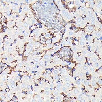 Anti-CD34 antibody produced in rabbit