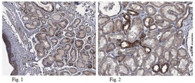 Anti-Syndecan-4 Antibody from rabbit, purified by affinity chromatography