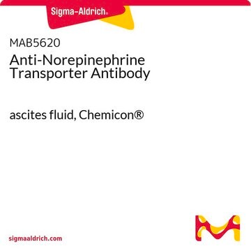 Anti-Norepinephrine Transporter Antibody ascites fluid, Chemicon&#174;